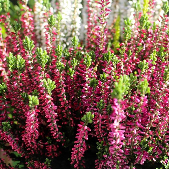 Erica darleyensis - Nicora Garden