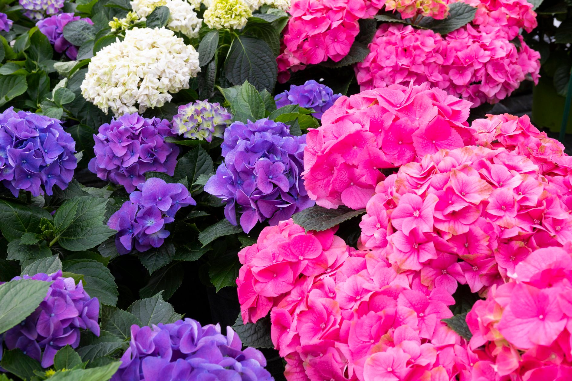 Hydrangea macrophylla (ortensia) - Nicora Garden