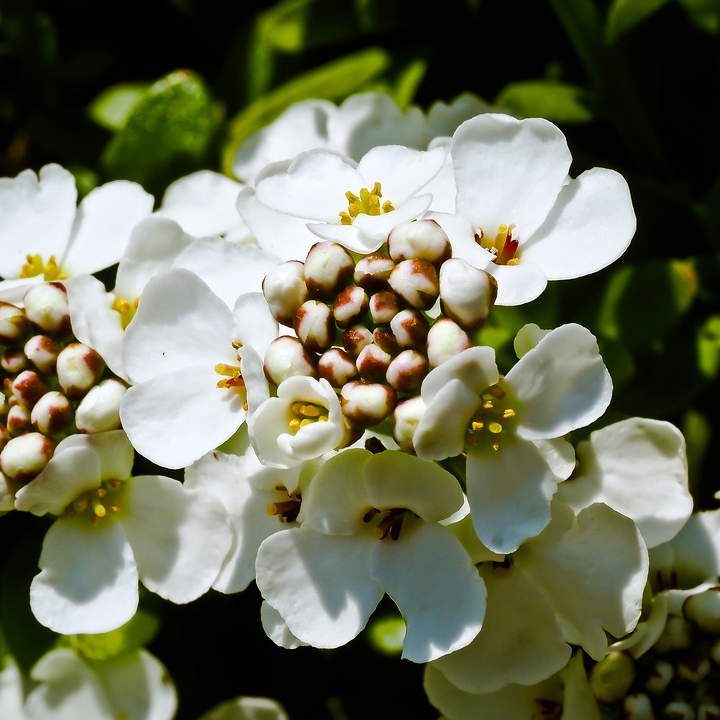 Iberis sempervirens - Nicora Garden