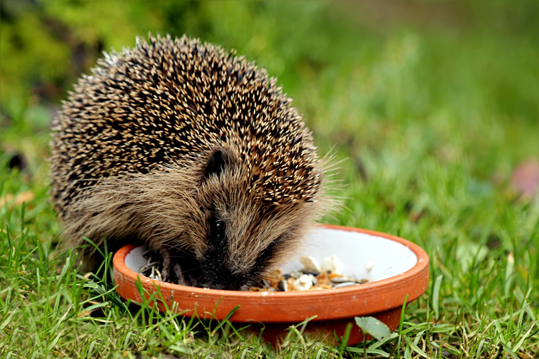 Animali del bosco: il riccio