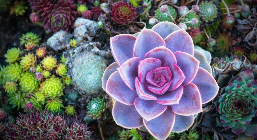 piante-grasse-in-inverno