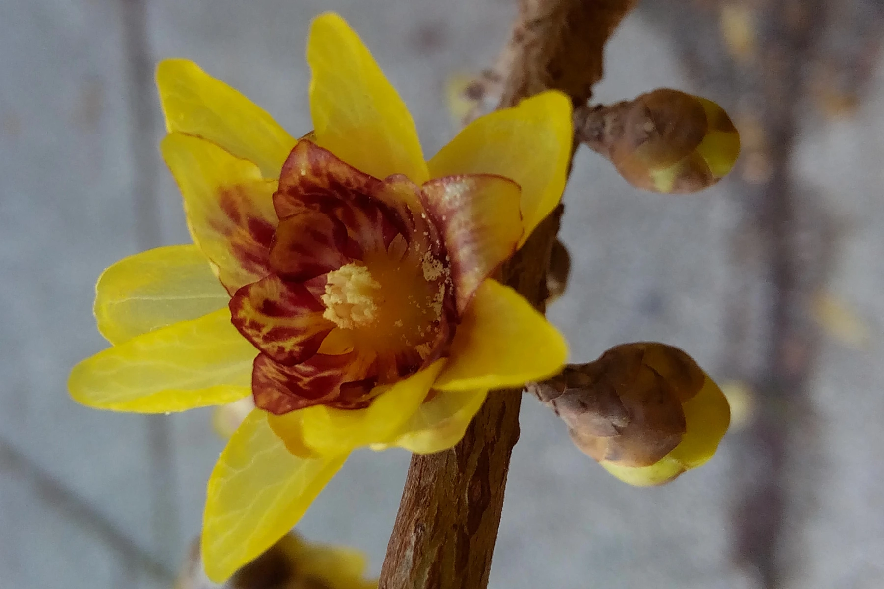 Piante da esterno che fioriscono in inverno: Calicanto Piante da esterno che fioriscono in inverno: Calicanto