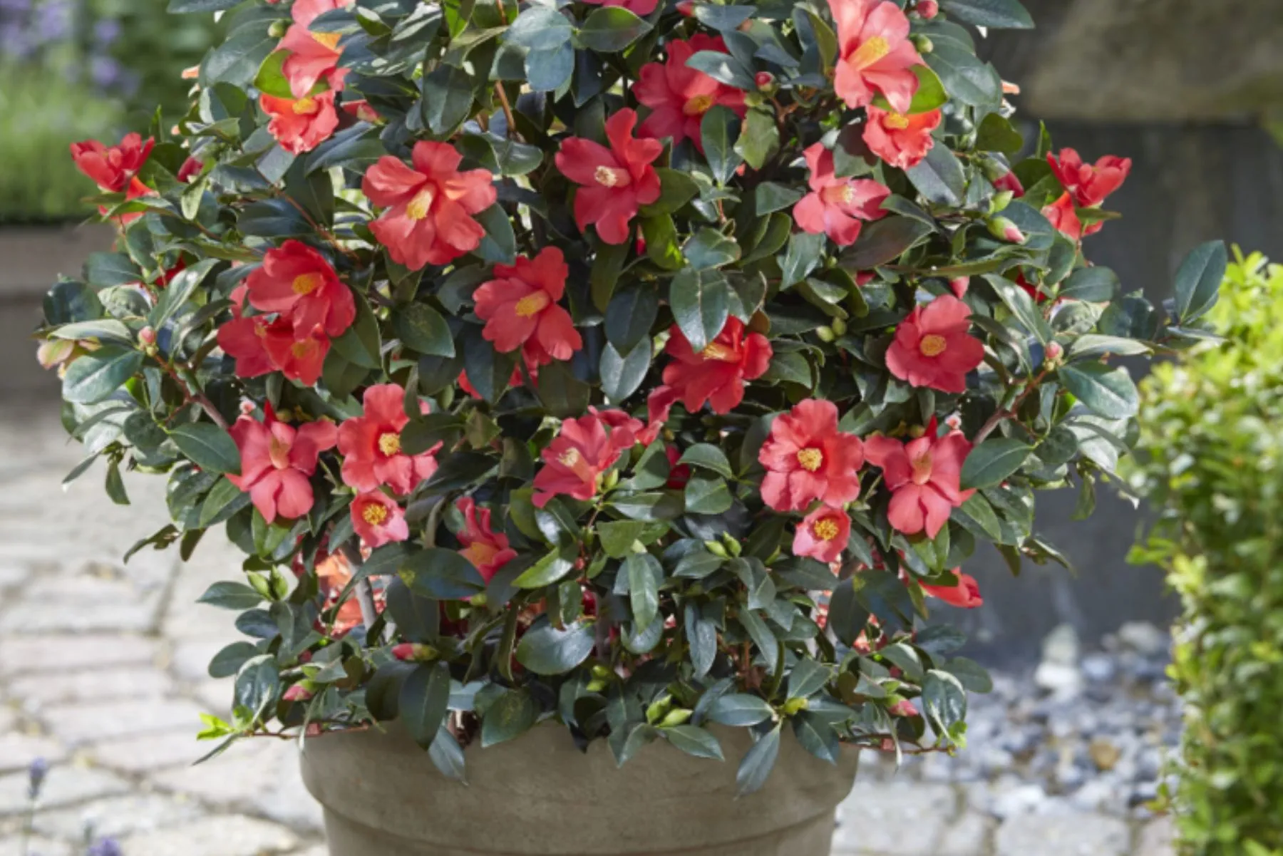 Idee per un giardino natalizio unico - Camelia Sasanqua