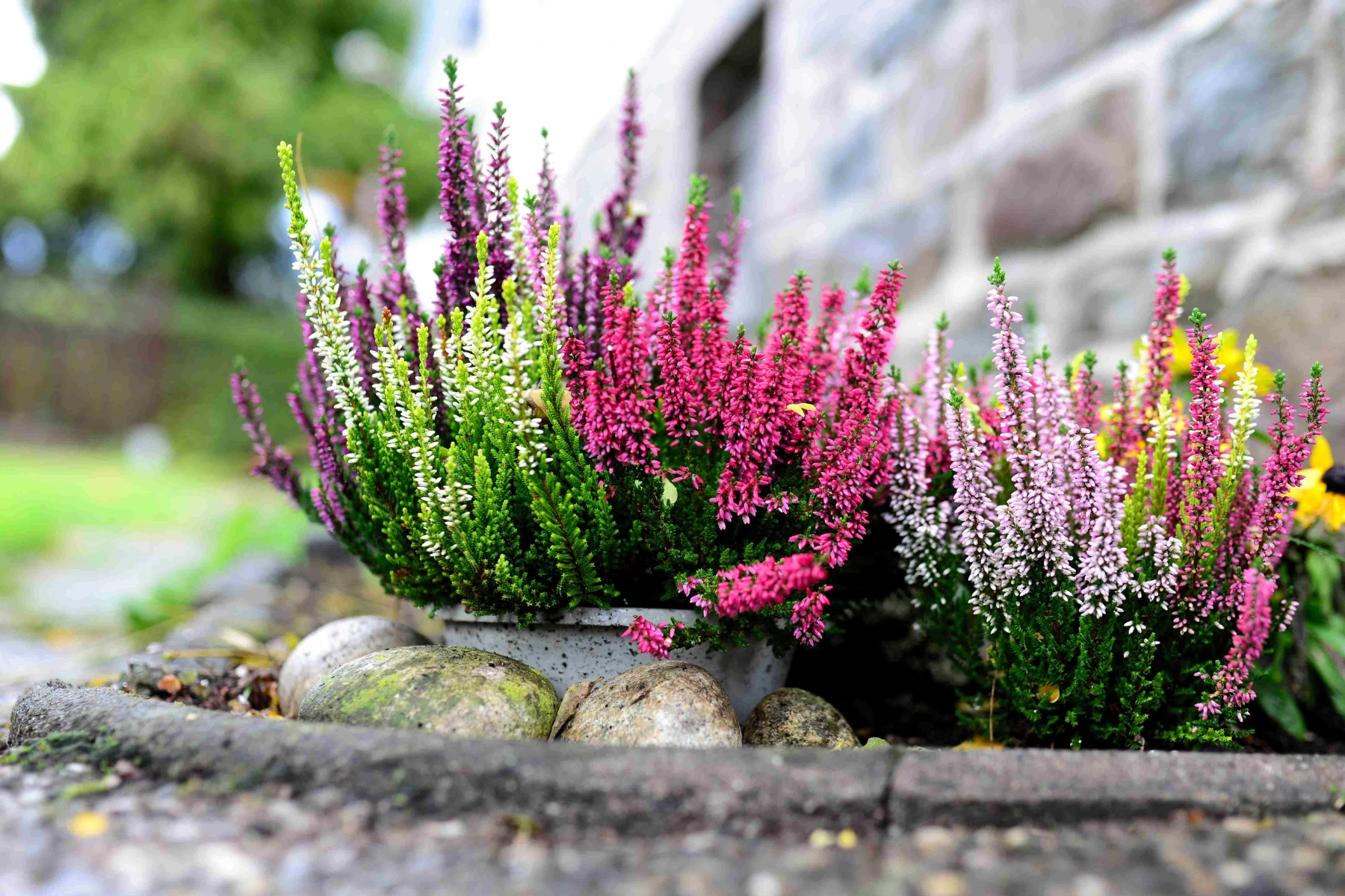 Piante da esterno che fioriscono in inverno: Erica Piante da esterno che fioriscono in inverno: Erica