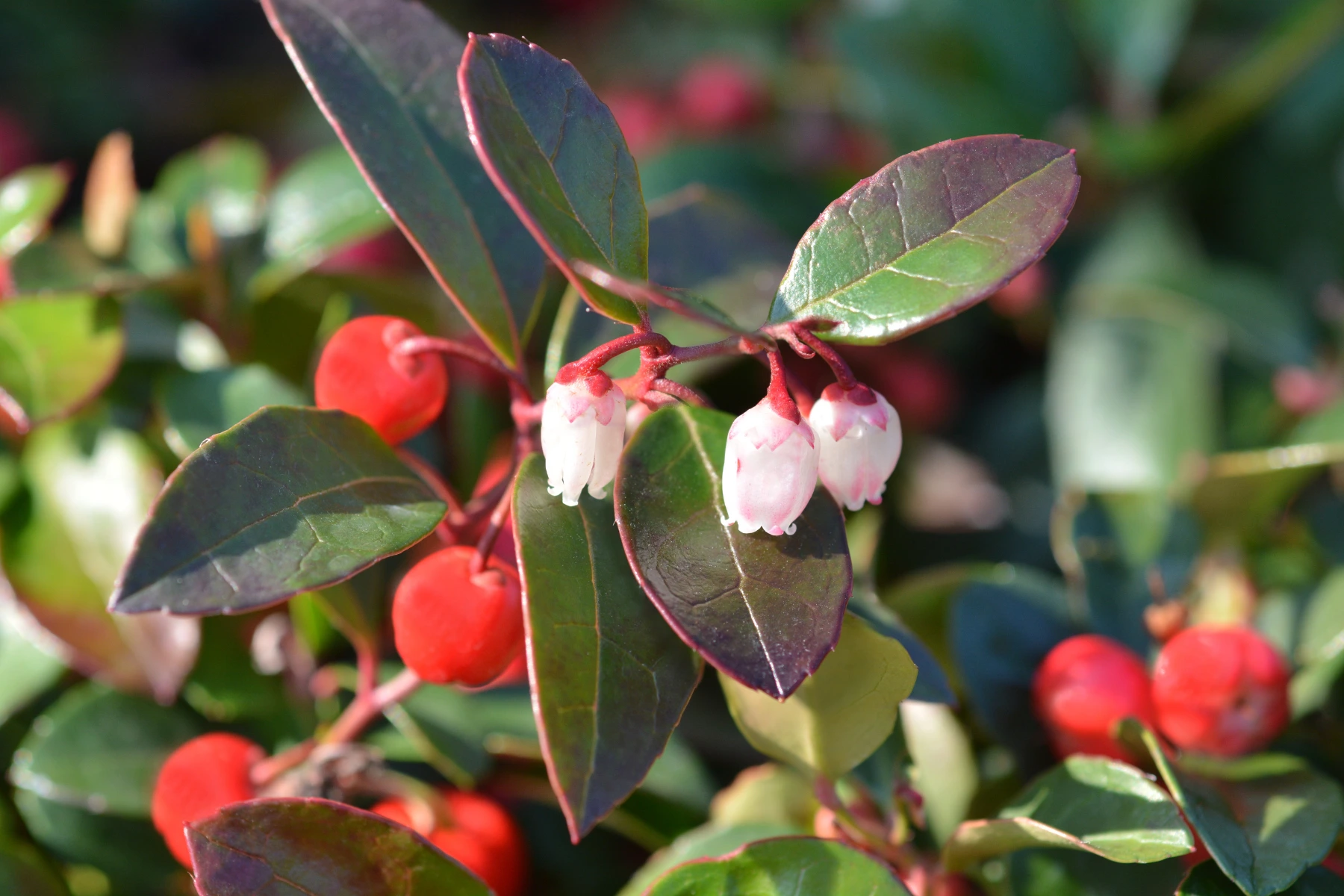 Piante da esterno che fioriscono in inverno: Gaultheria Piante da esterno che fioriscono in inverno: Gaultheria