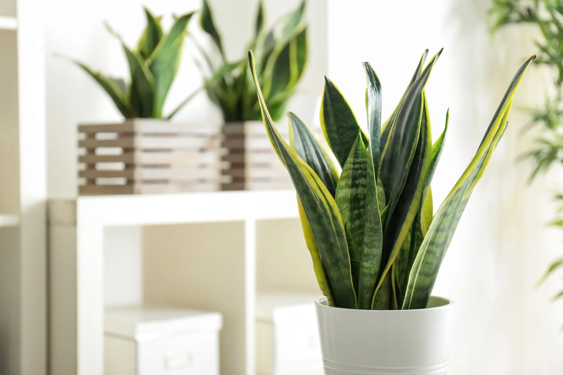 Sansevieria cura delle piante in inverno Sansevieria in vaso da appartamento in inverno