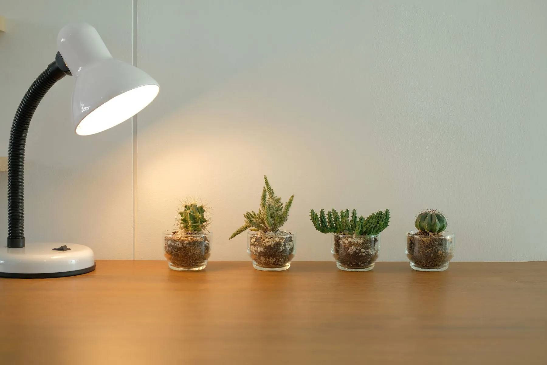 Piante grasse in inverno dove metterle