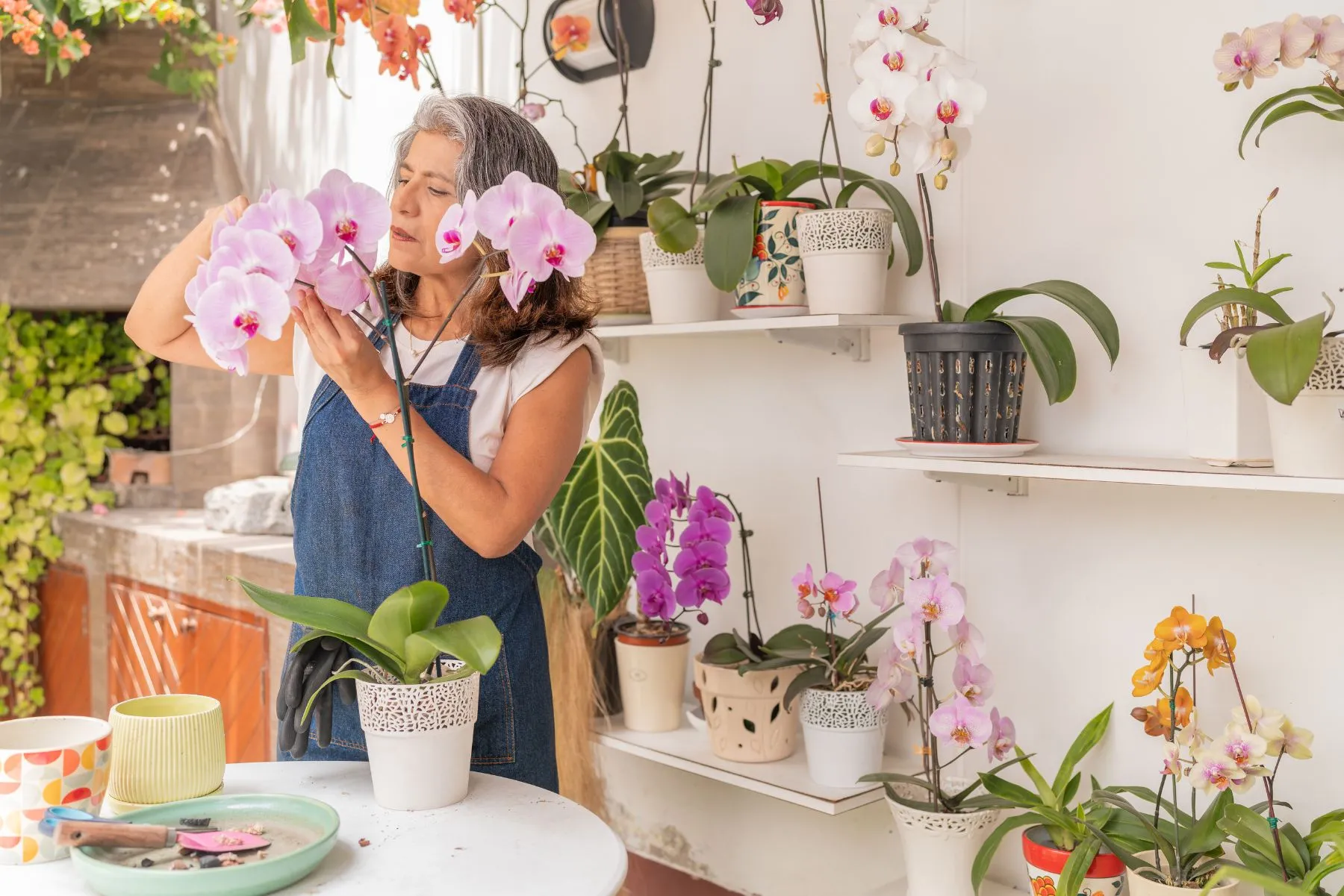 Orchidea Phalaenopsis cura delle piante in inverno Orchidea phalaenopsis rosa in vaso