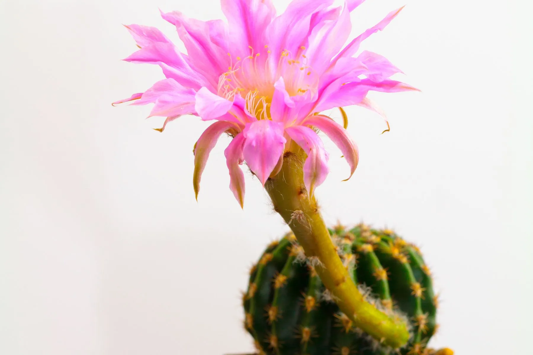 Succulente da fiore per interni: l’Echinopsis 