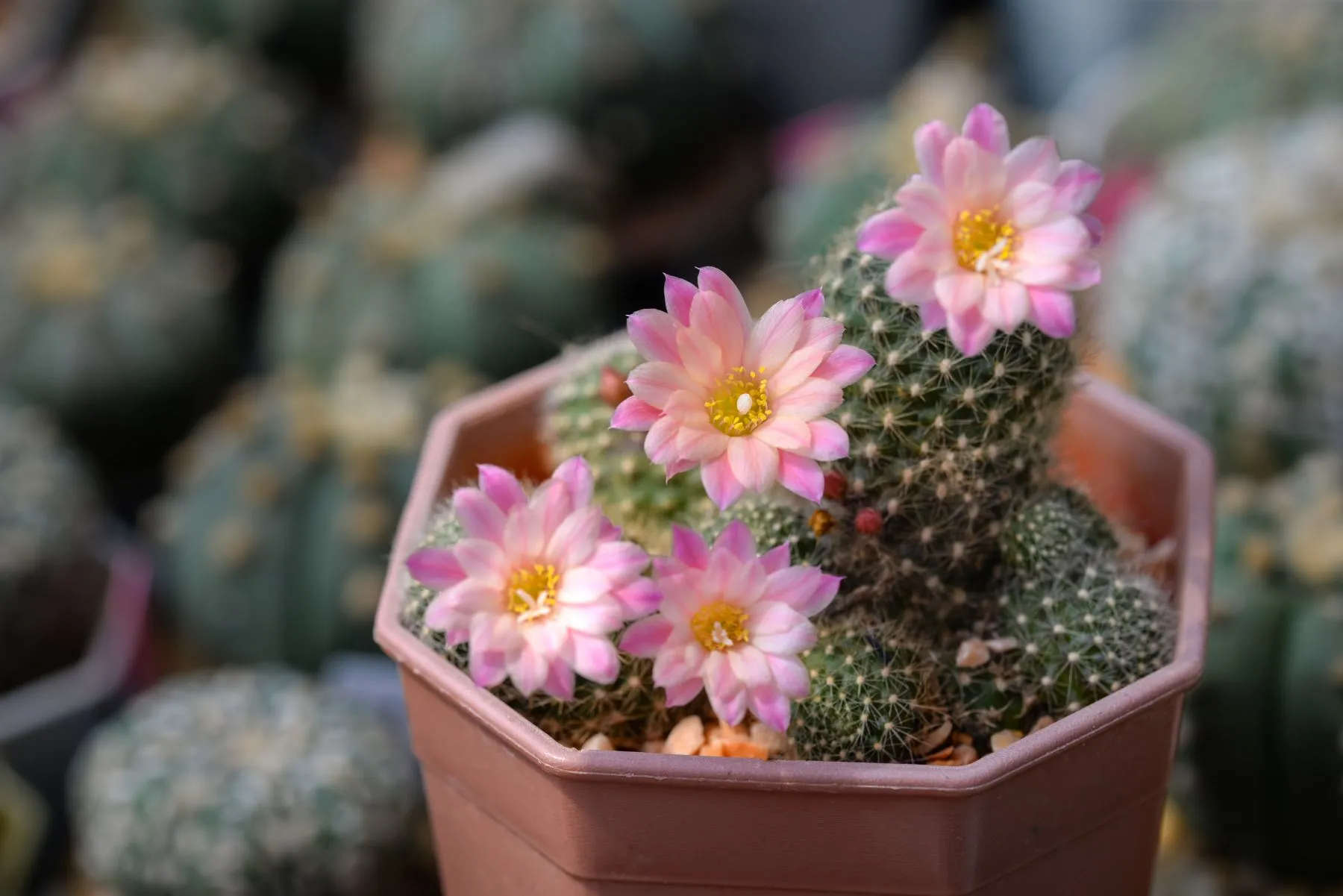 Succulente da fiore per interni: la Rebutia