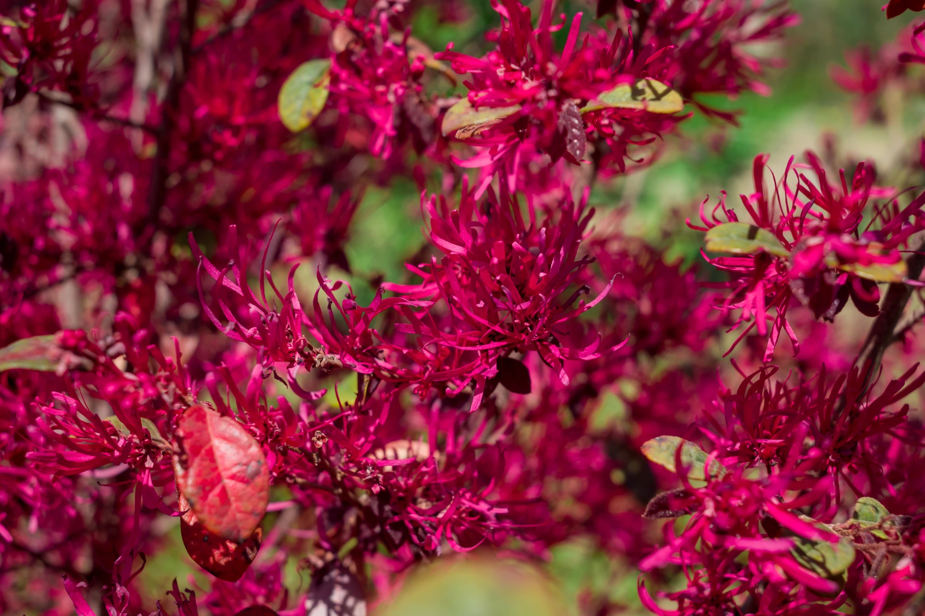 Piante da esterno che fioriscono in inverno: LoroPetalum Piante da esterno che fioriscono in inverno: LoroPetalum