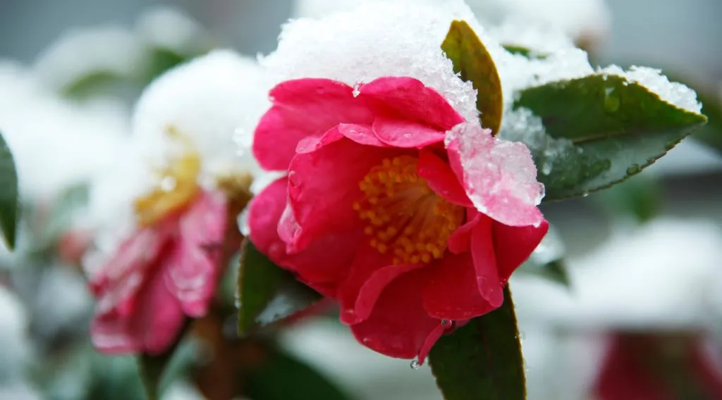 Piante da esterno che fioriscono in inverno quali scegliere