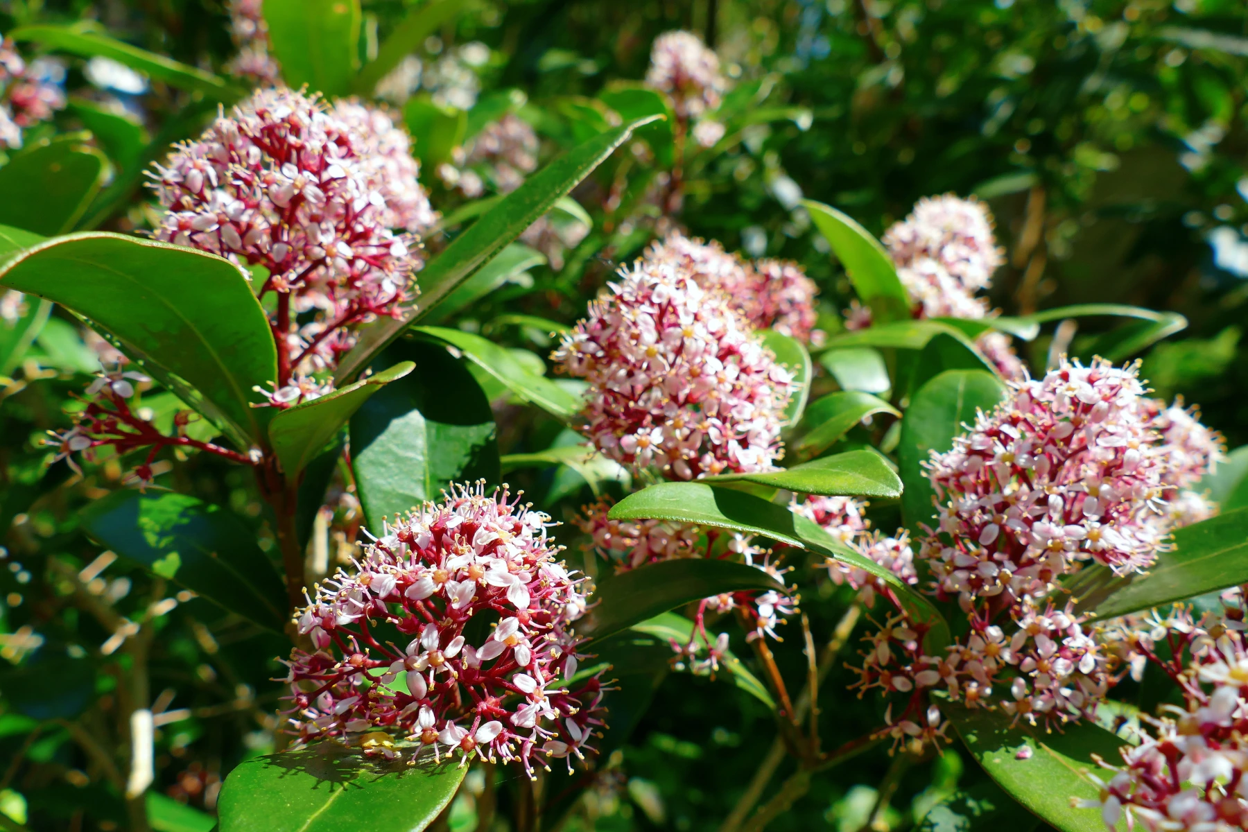 Piante da esterno che fioriscono in inverno: SkimmiaJaponica Piante da esterno che fioriscono in inverno: SkimmiaJaponica