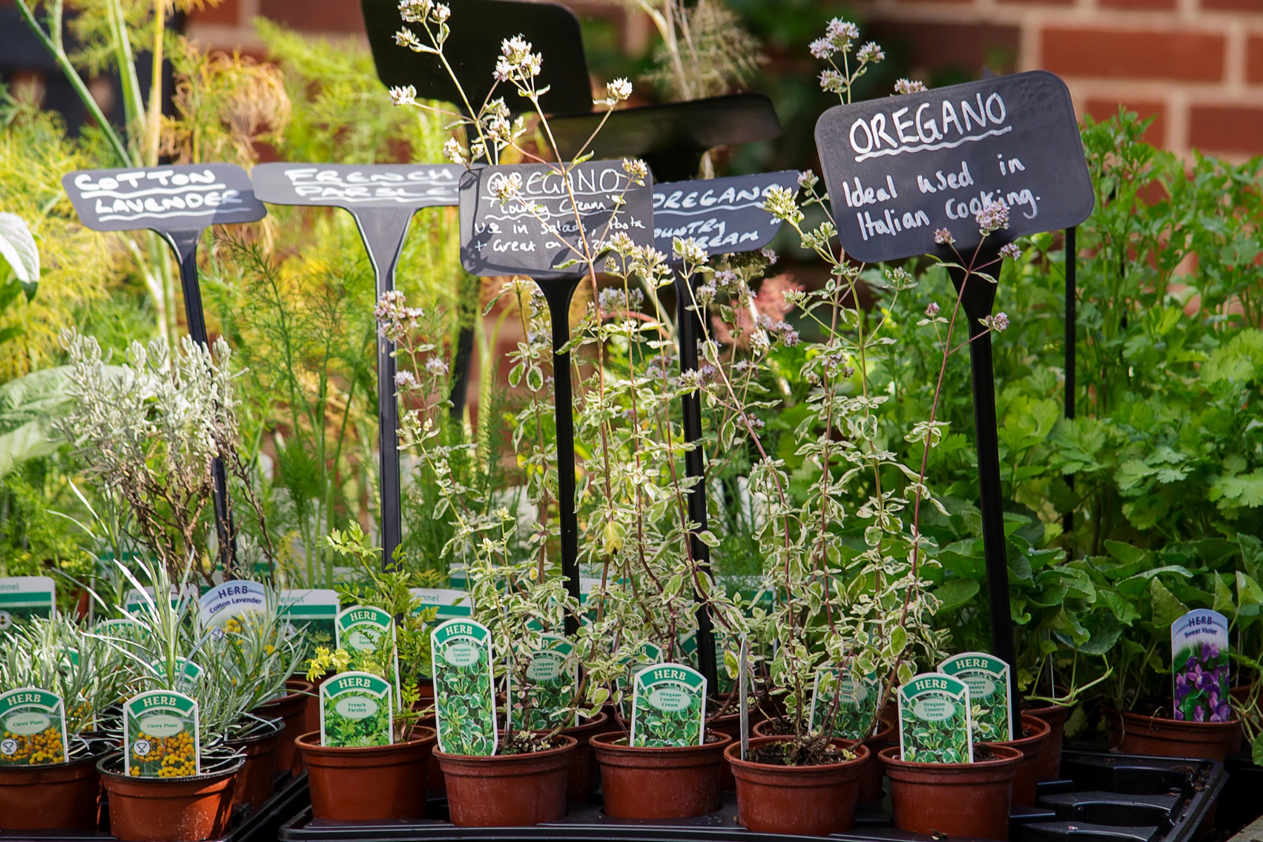 piante aromatiche contro le zanzare