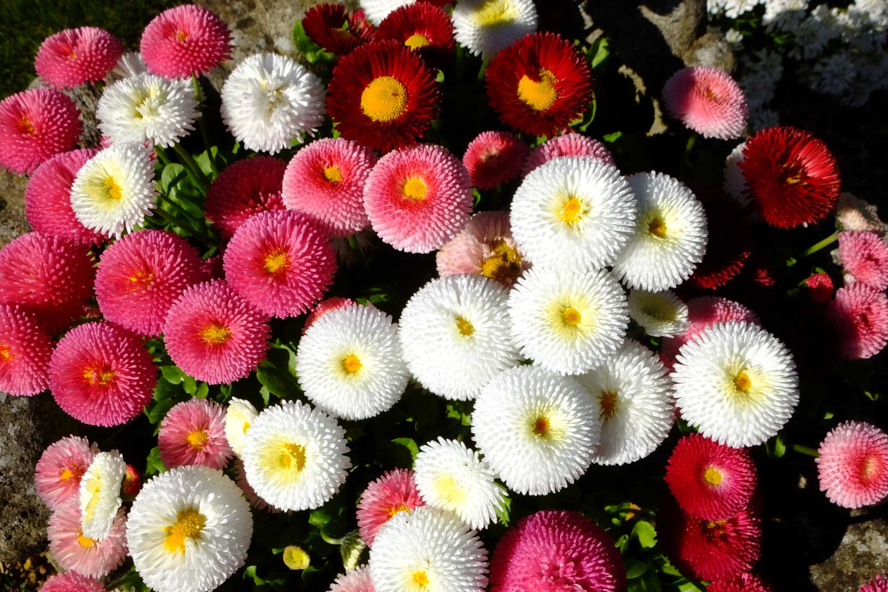 Piante da esterno che fioriscono in inverno: bellisperennis Piante da esterno che fioriscono in inverno: bellisperennis