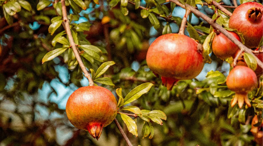 Albero di melograno con frutti rossi, circondato da foglie verdi.