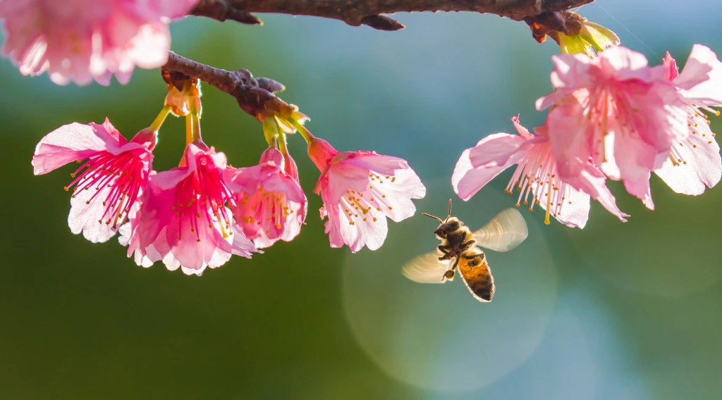 fiori per le api_ciliegio