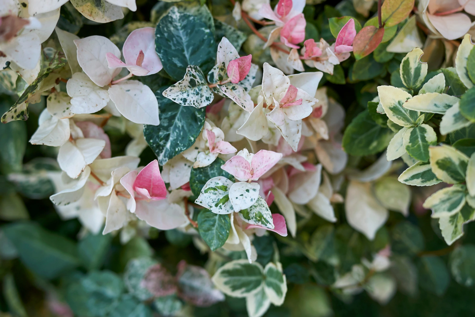 Piante da esterno che fioriscono in inverno: gelsomino tricolore Piante da esterno che fioriscono in inverno: gelsomino tricolore
