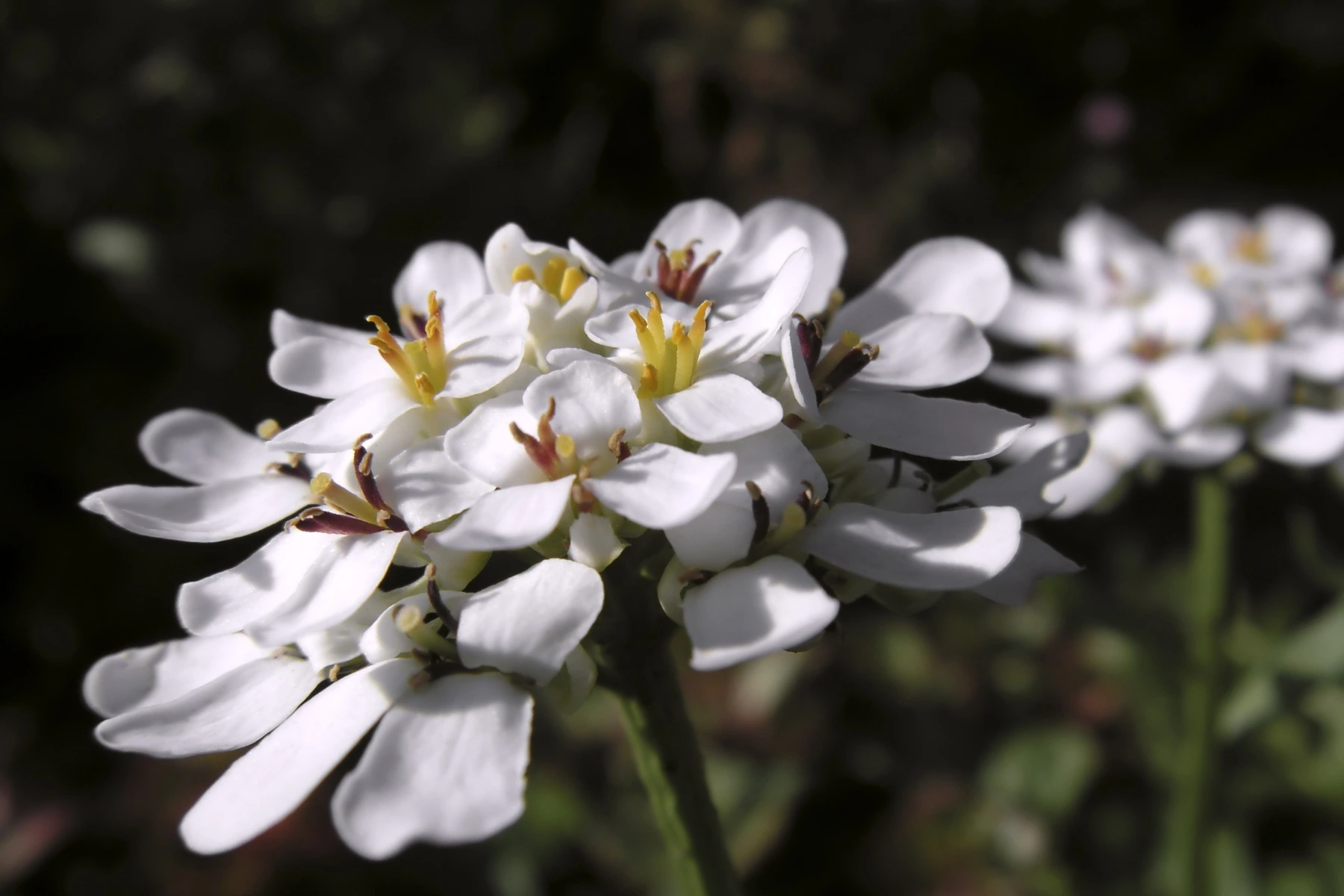 Piante da esterno che fioriscono in inverno: iberide Piante da esterno che fioriscono in inverno: iberide