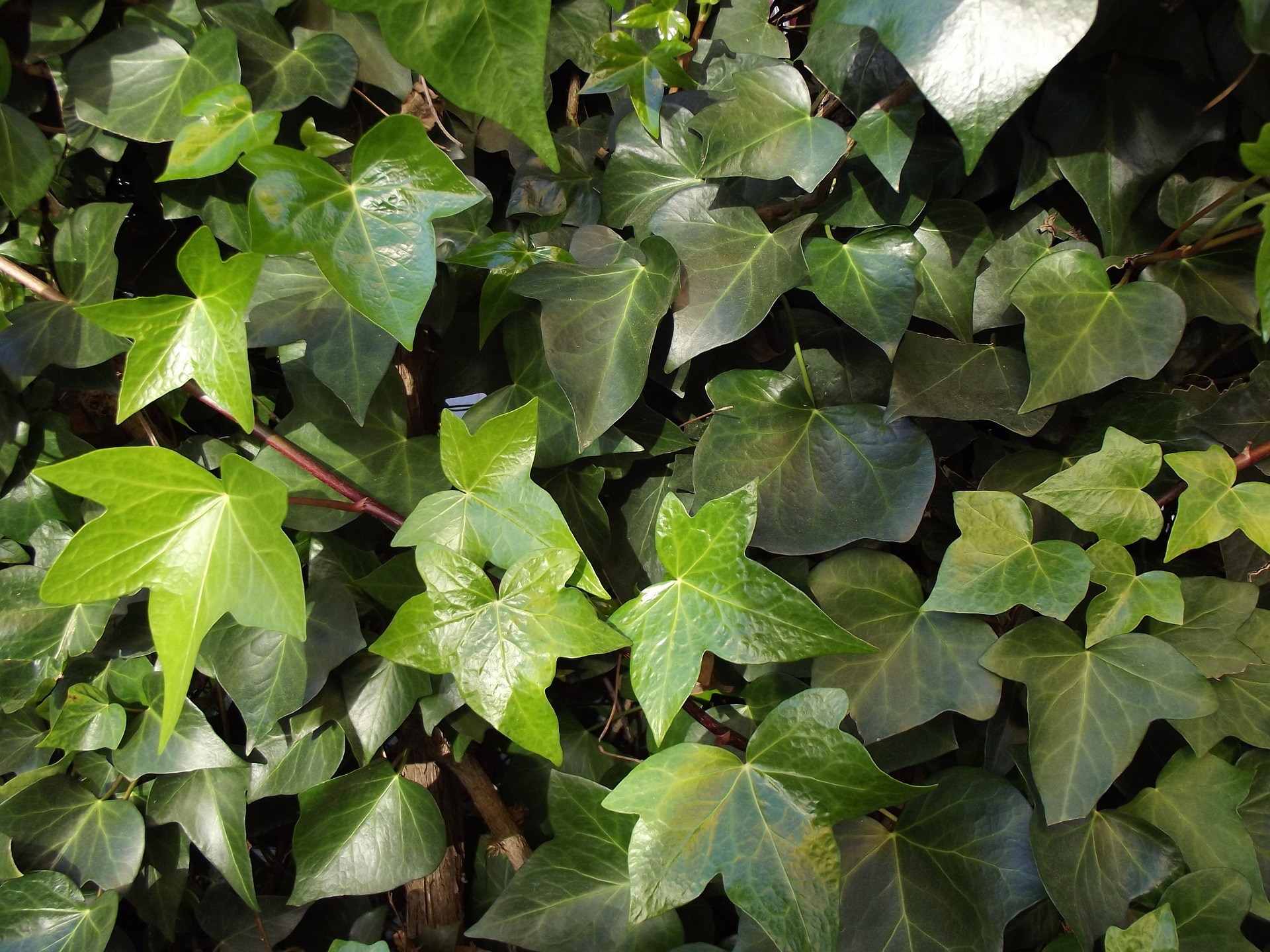 Hedera helix - Nicora Garden