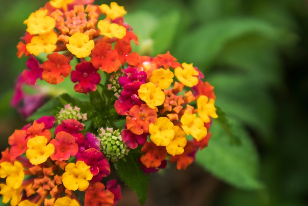 lantana-pianta-nicora