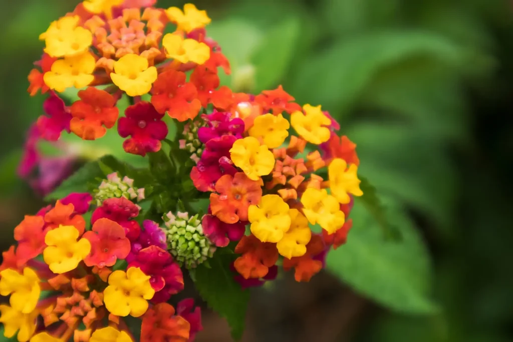 nicora garden lantana