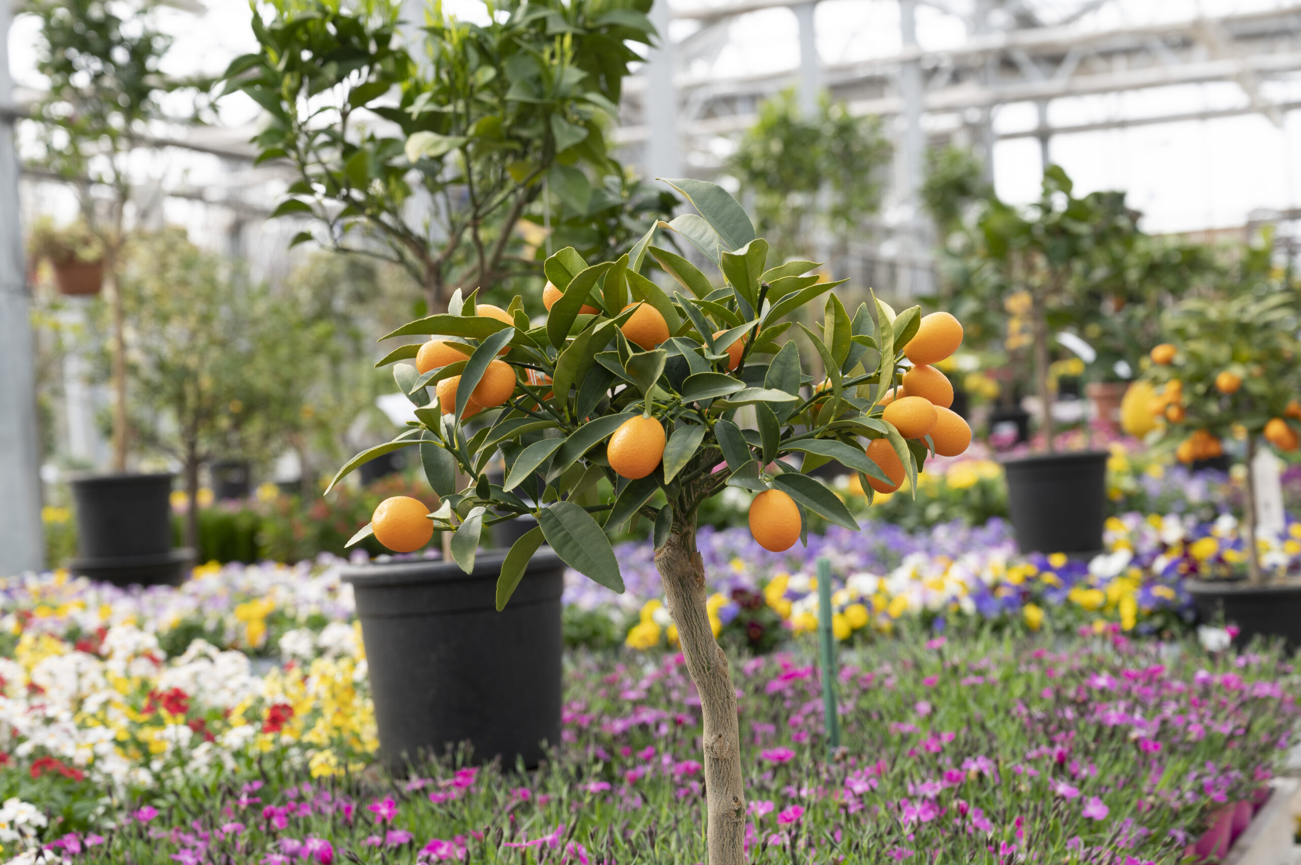 l kumquat - Nicora Garden