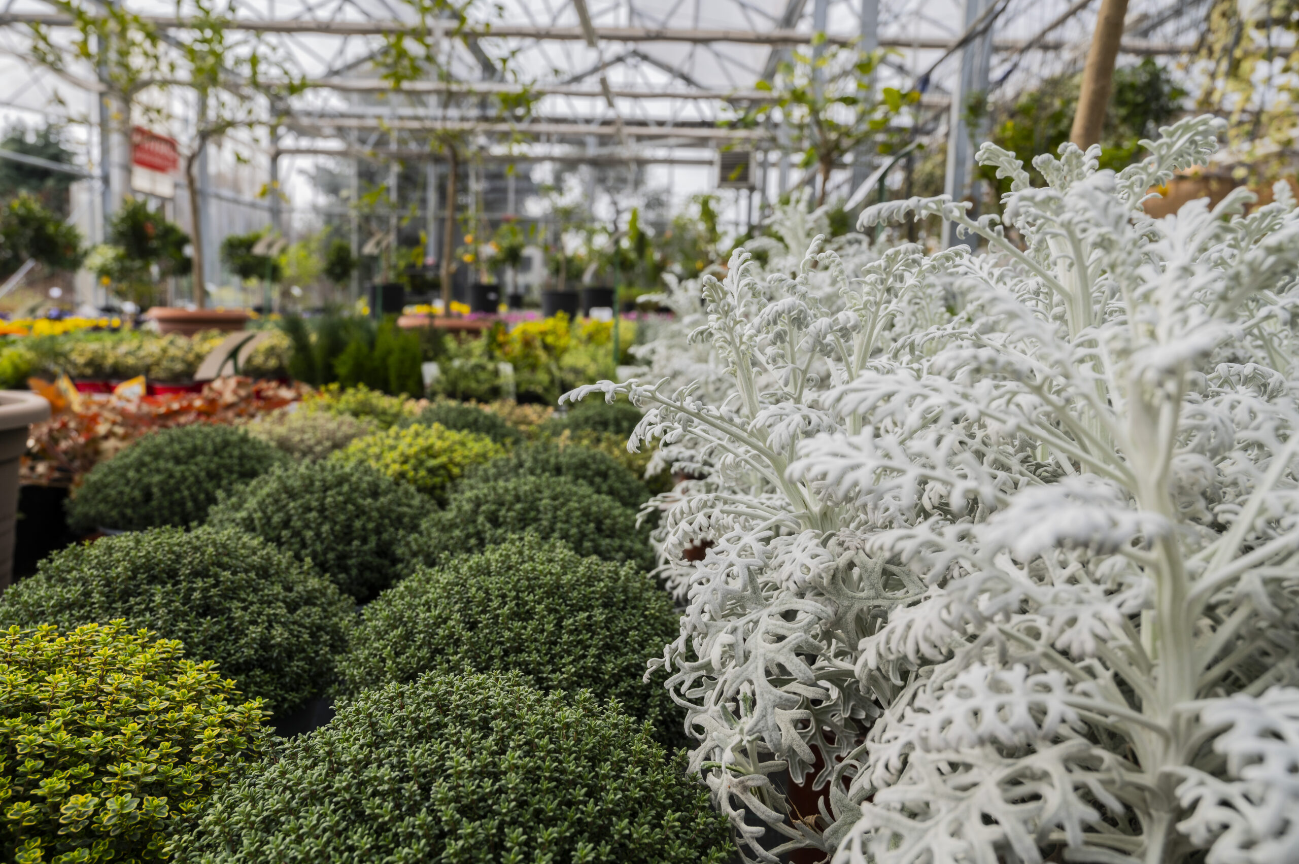 Cineraria e Bosso - Nicora Garden
