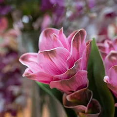 Nicora garden - vendita fiori
