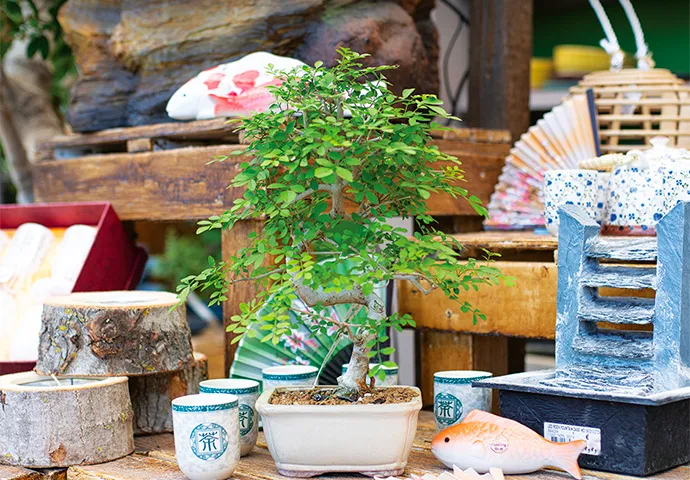 Nicora garden - vendita bonsai