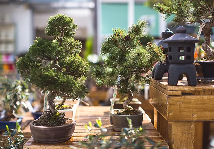 Nicora garden - vendita bonsai