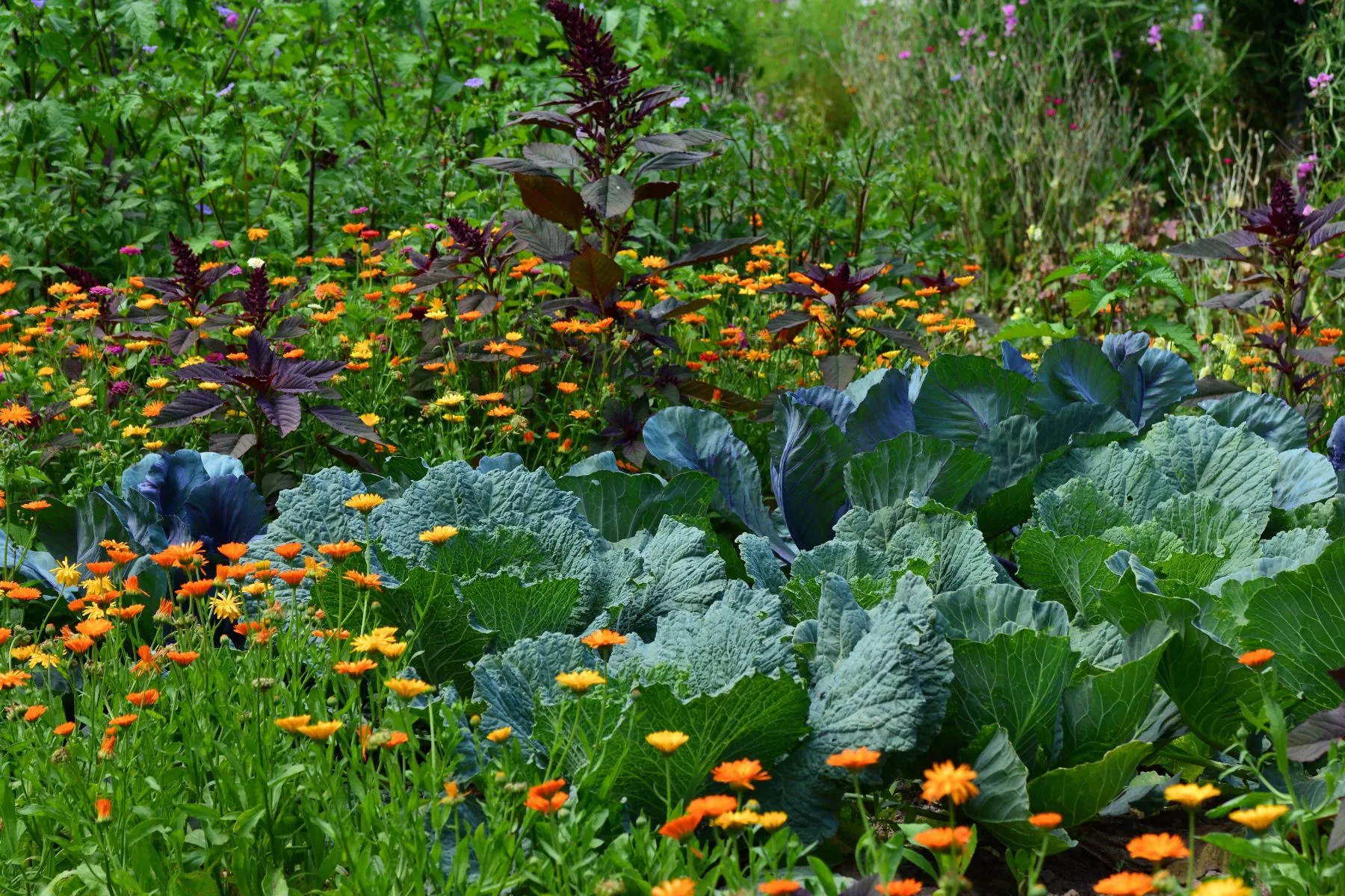 Orto sinergico: cosa significa Orto sinergico: cosa significa