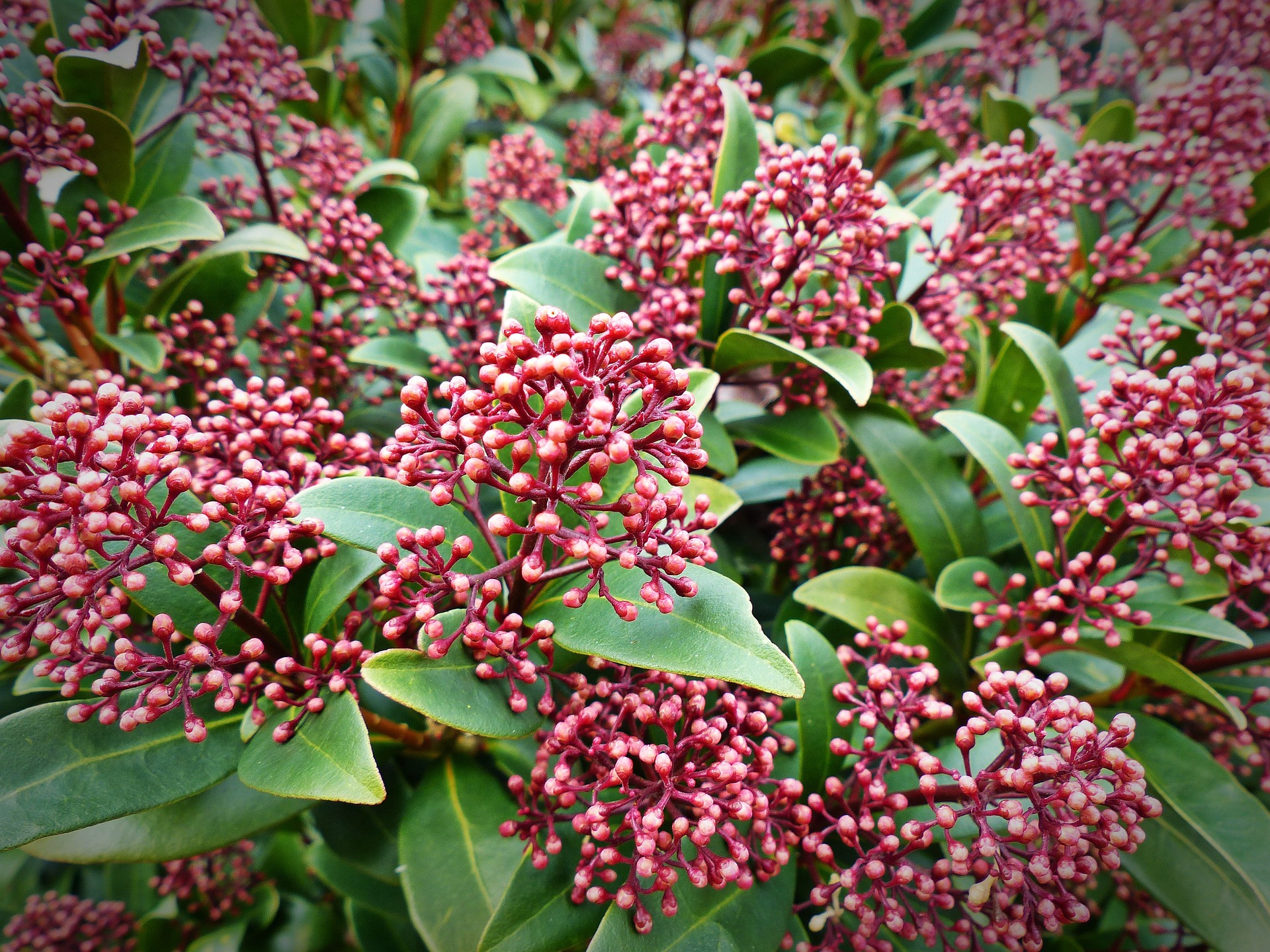 Skimmia japonica - Nicora Garden