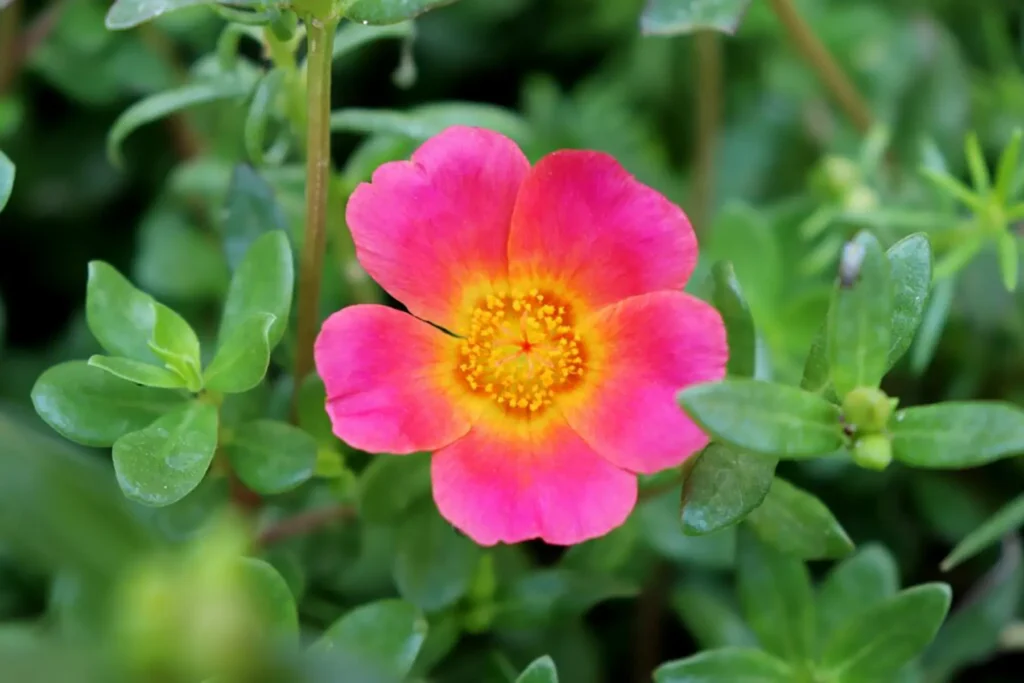 nicora garden portulaca