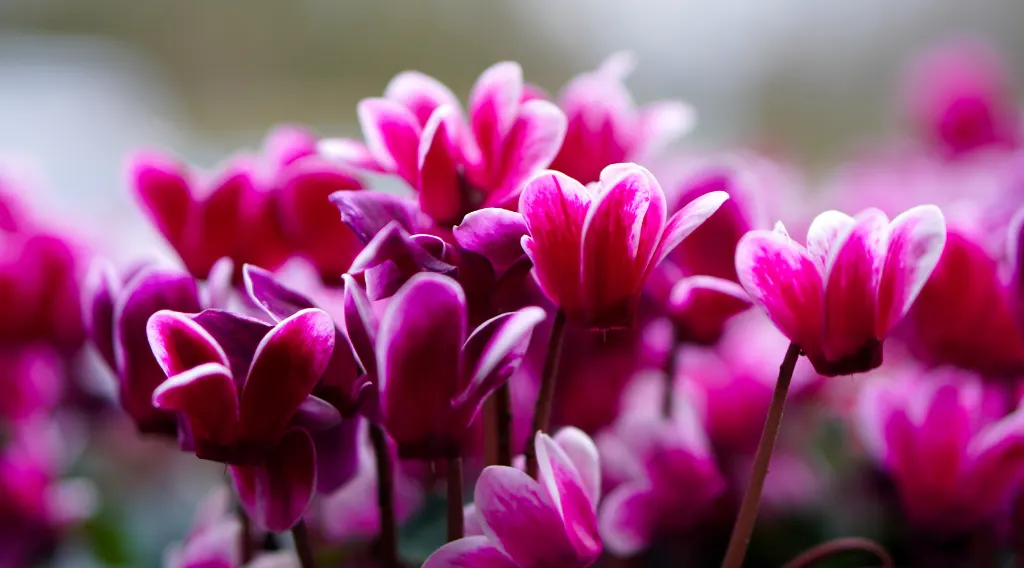 Ciclamini rosa e viola in piena fioritura